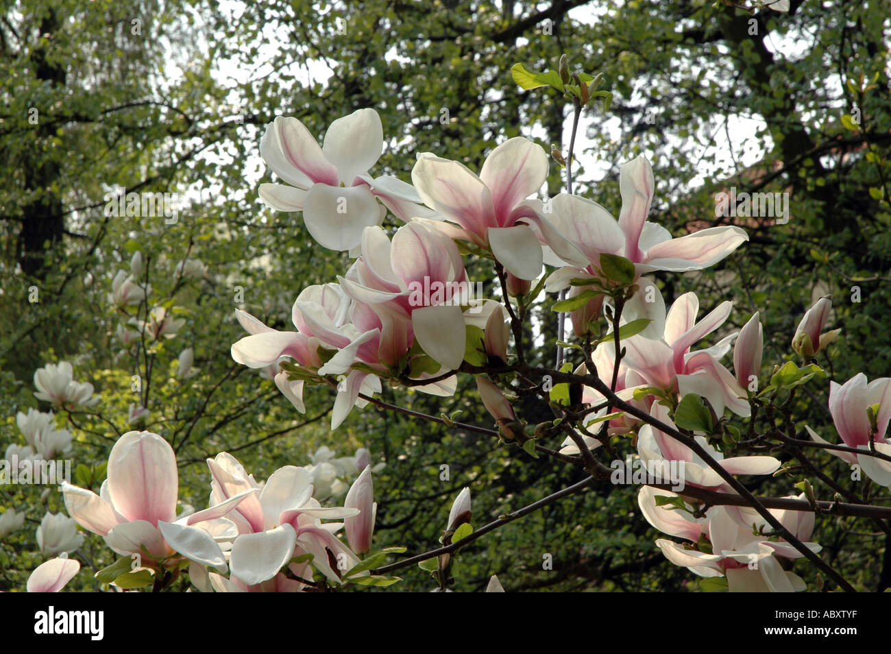 Saucer magnolia Magnolia x soulangeana also called Tulip tree or