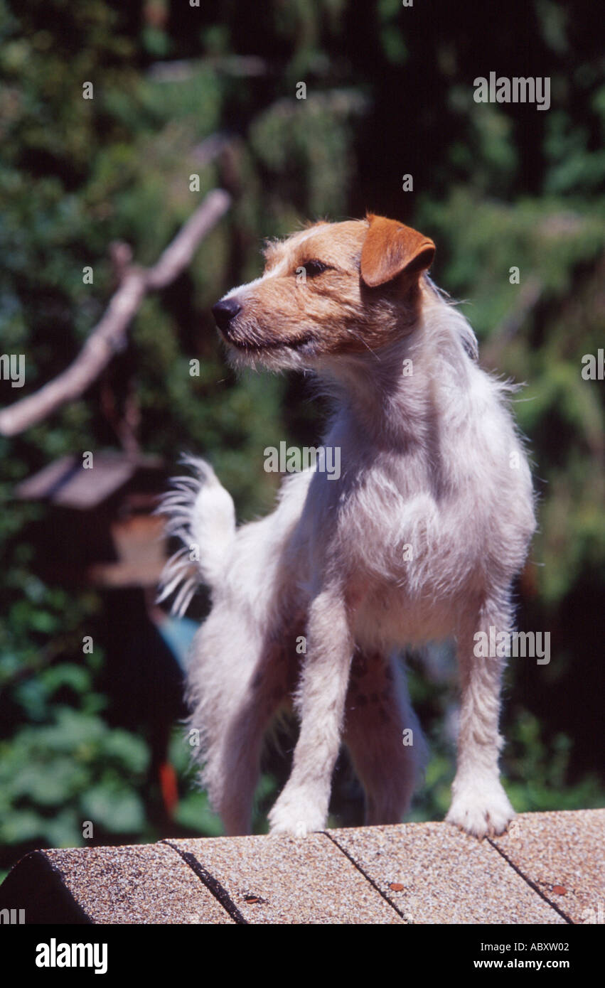Dog standing on doghouse hi-res stock photography and images - Alamy