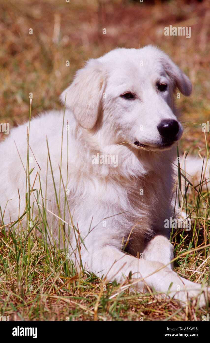 Maremma golden sale retriever mix