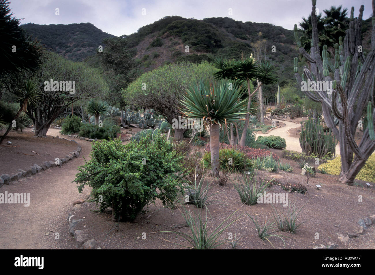 Cactus At The Wrigley Memorial Botanical Garden Avalon Catalina