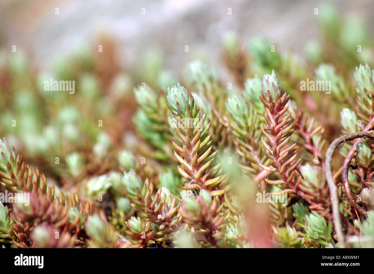 Rock Stonecrop Sedum forsterianum Stock Photo