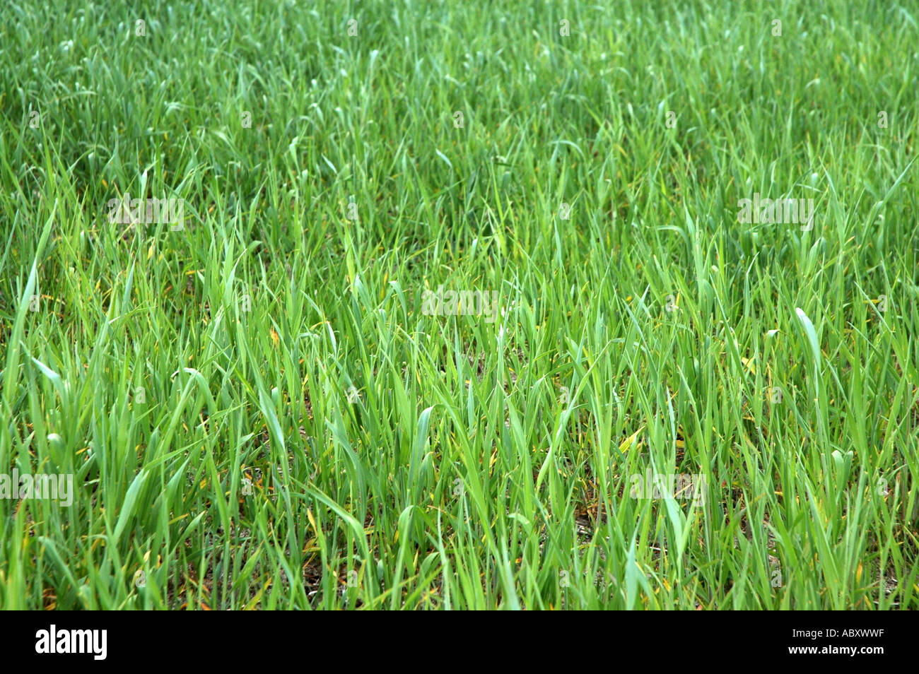 Young rye field poland hi-res stock photography and images - Alamy