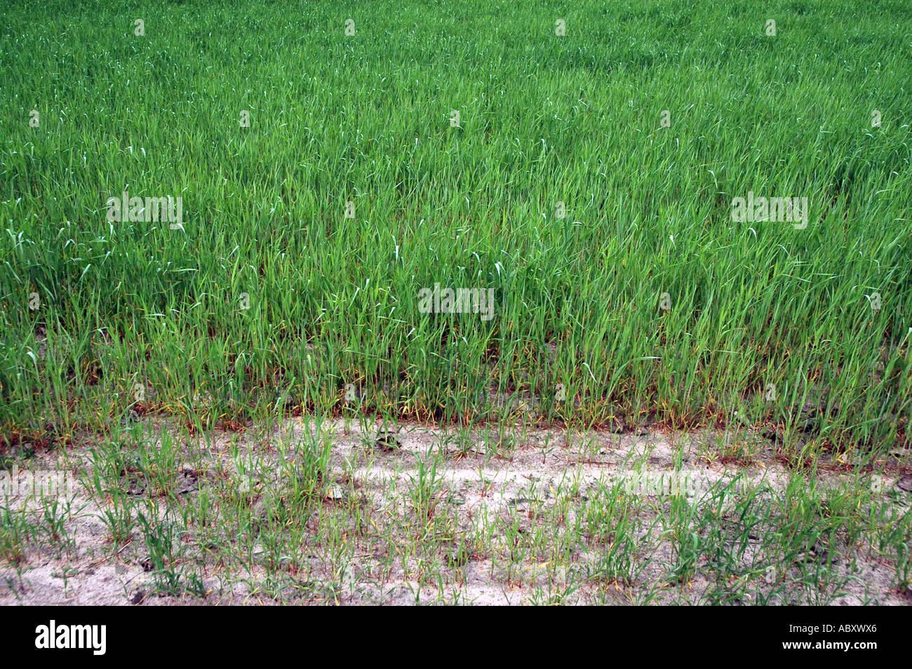 Young rye field poland hi-res stock photography and images - Alamy