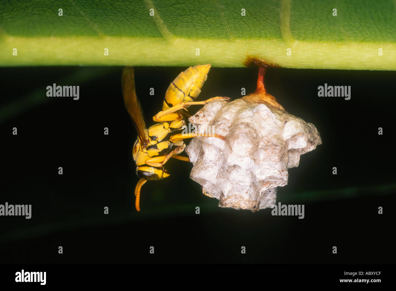 Paper Wasp tending its nest Stock Photo