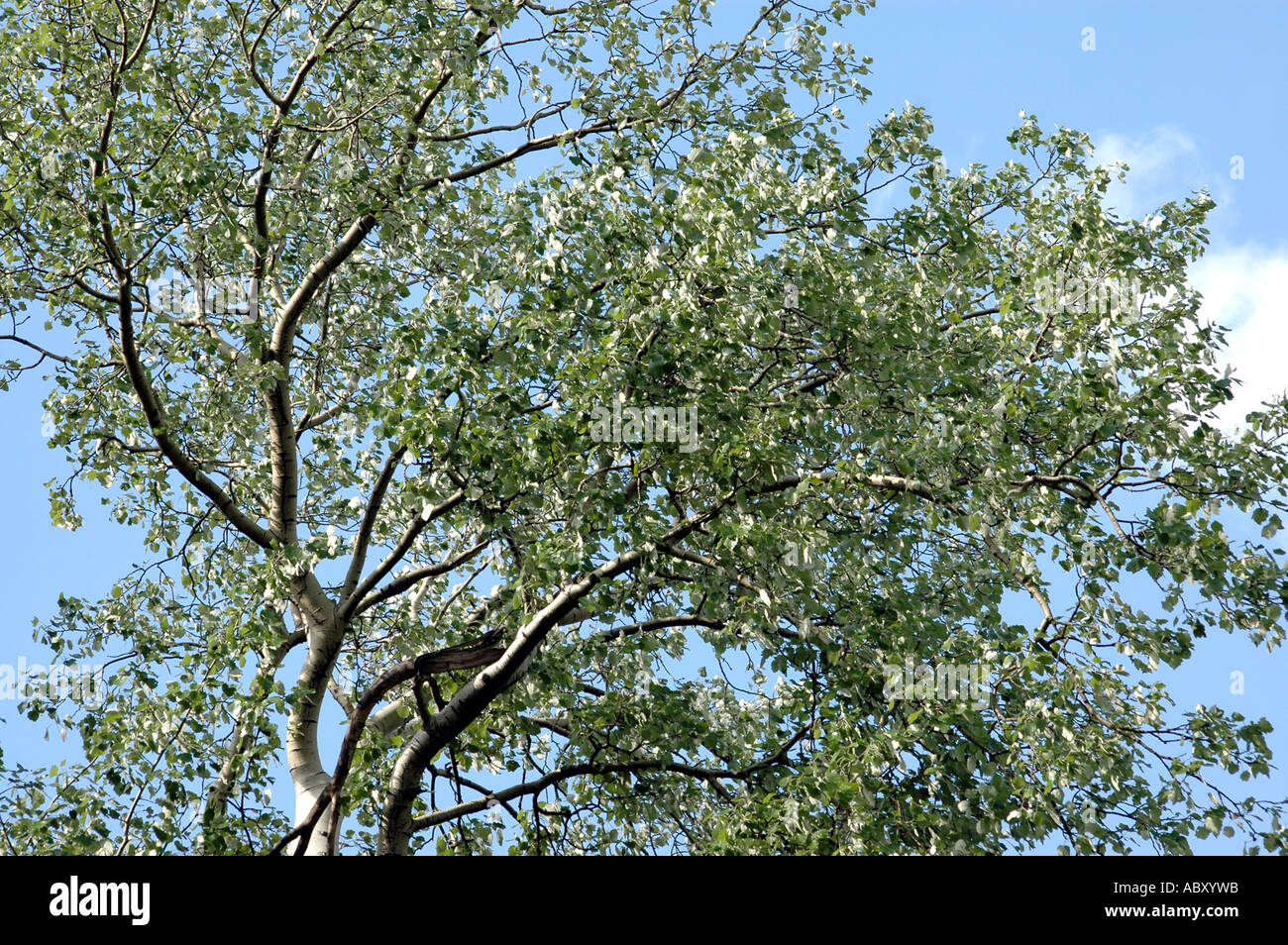 Upper branches of tree Stock Photo Alamy