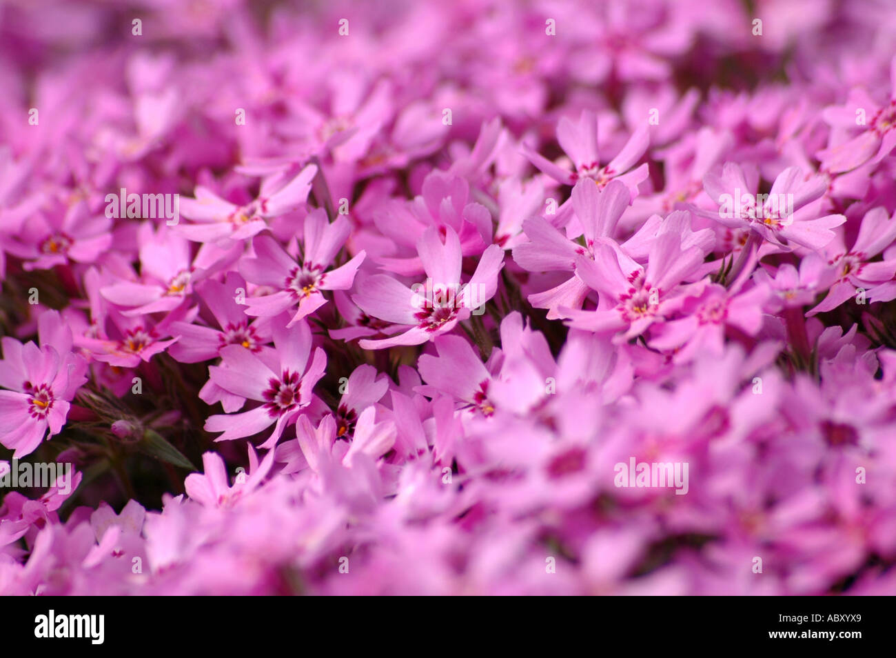 Moss pink Phlox subulata flowers also called Thrift or Creeping Phlox Stock Photo