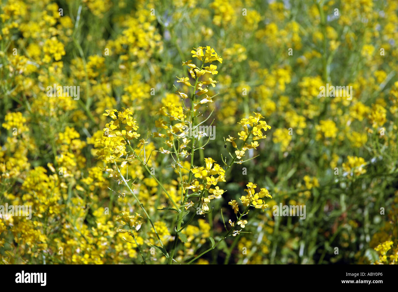 Yellow Rocket Barbarea Vulgaris Flowers Also Called Wintercress Stock 