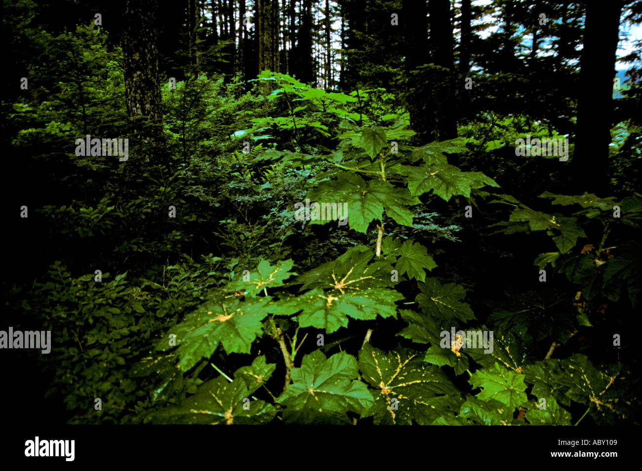 Rainforest in Douglas Alaska AK near Juneau Stock Photo