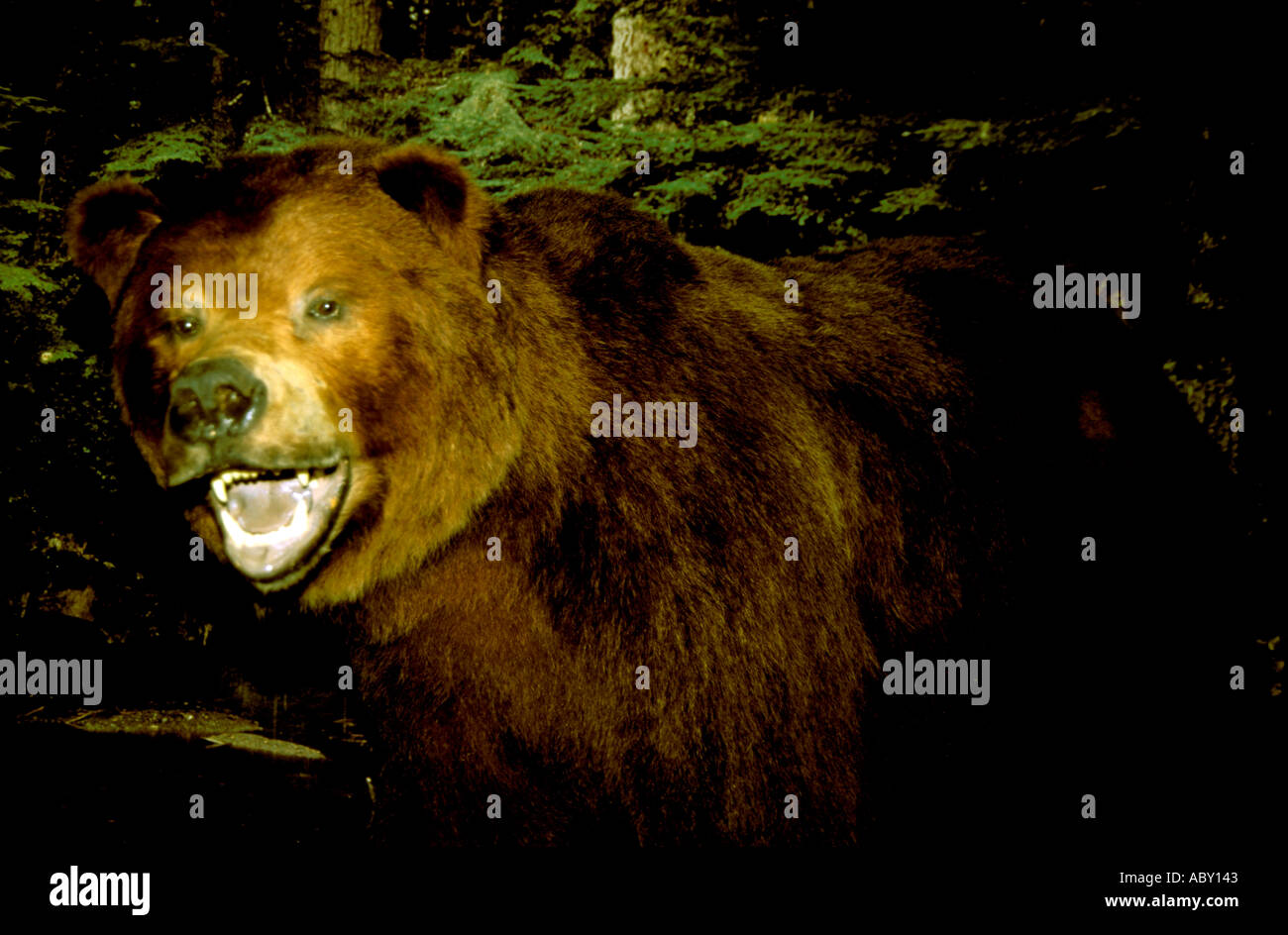 Brown Bear at Macaulay Salmon H Juneau Alaska AK Stock Photo