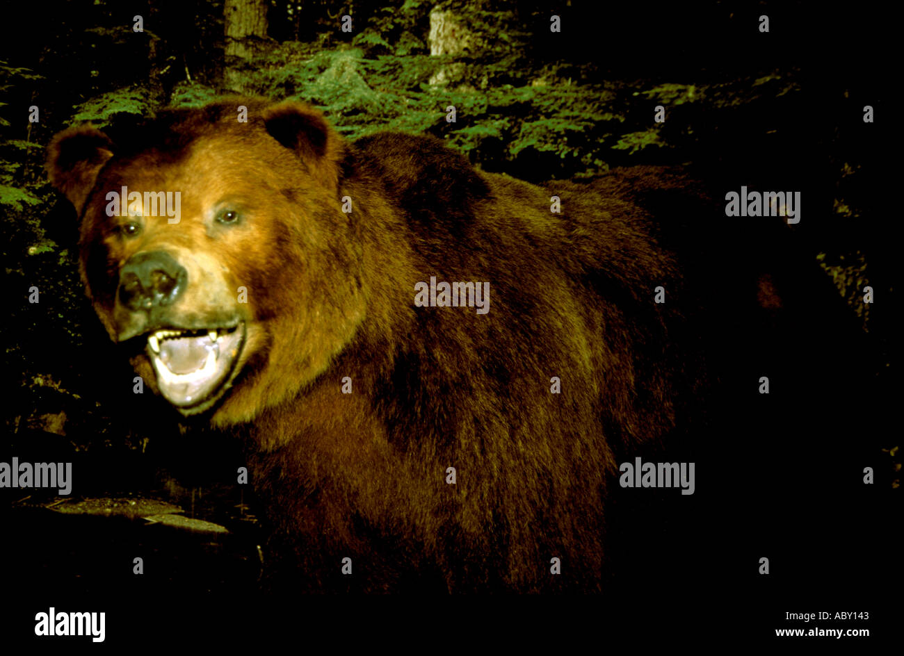 Brown Bear at Macaulay Salmon H Juneau Alaska AK Stock Photo Alamy