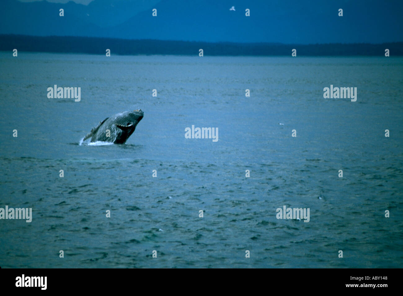 Humpback whale breaching alaska hi-res stock photography and images - Alamy