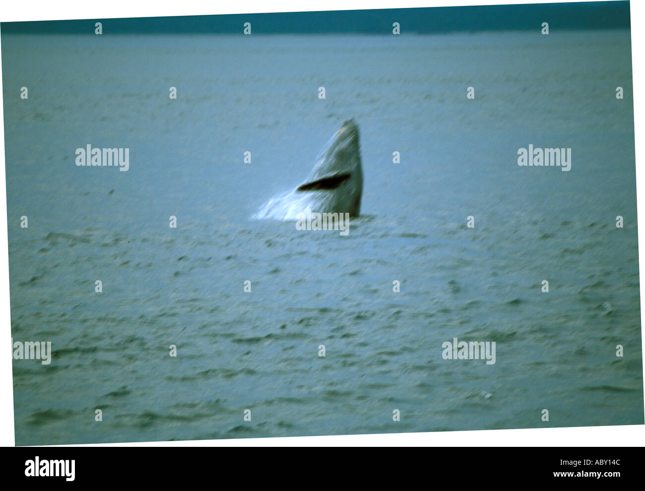 Whale in lake hi-res stock photography and images - Alamy