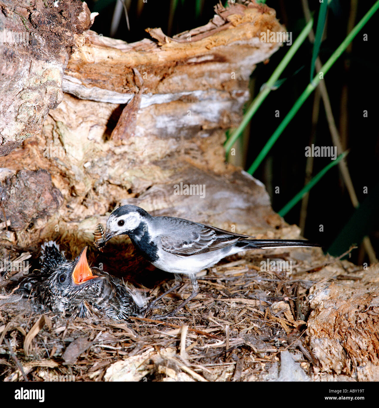 Bergeronnette grise Pied Wagtail Pied White Wagtail Motacilla alba adult at nest Feeding Cuckoo Cuculus canorus france Stock Photo