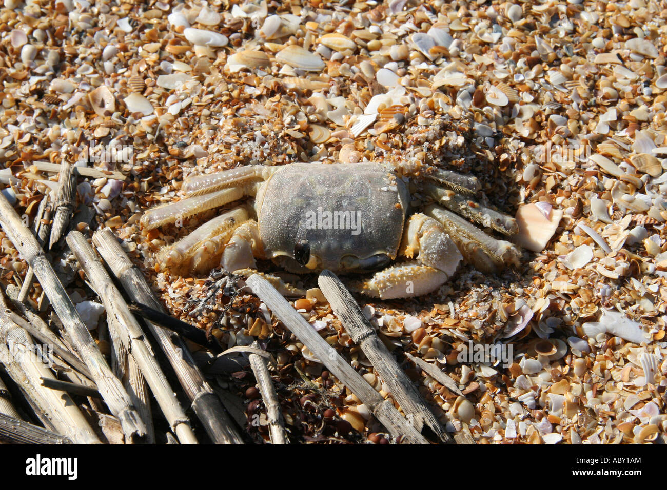 Ocypode quadrata Atlantic Ghost Crab burying itself in the sand One eye up and one eye down Stock Photo