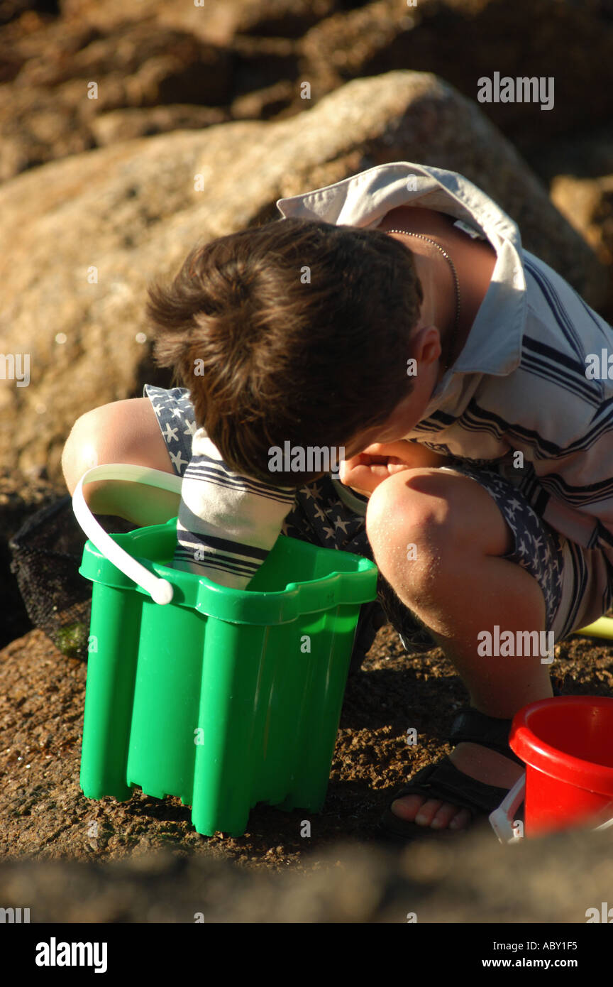 Boy aged six looking into fishing bucket inspecting his catch, Cornwall UK Stock Photo