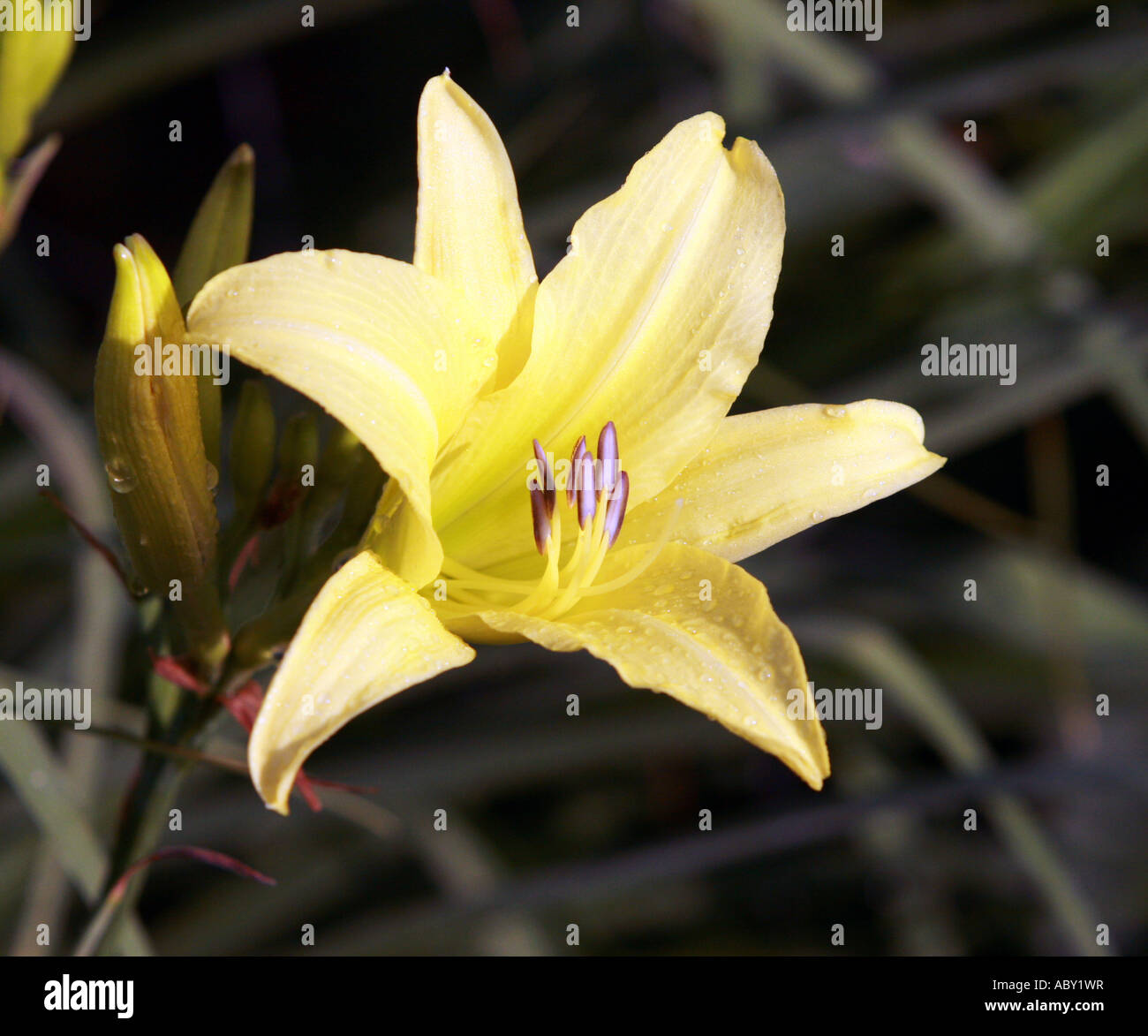 Lemon day lily Stock Photo Alamy