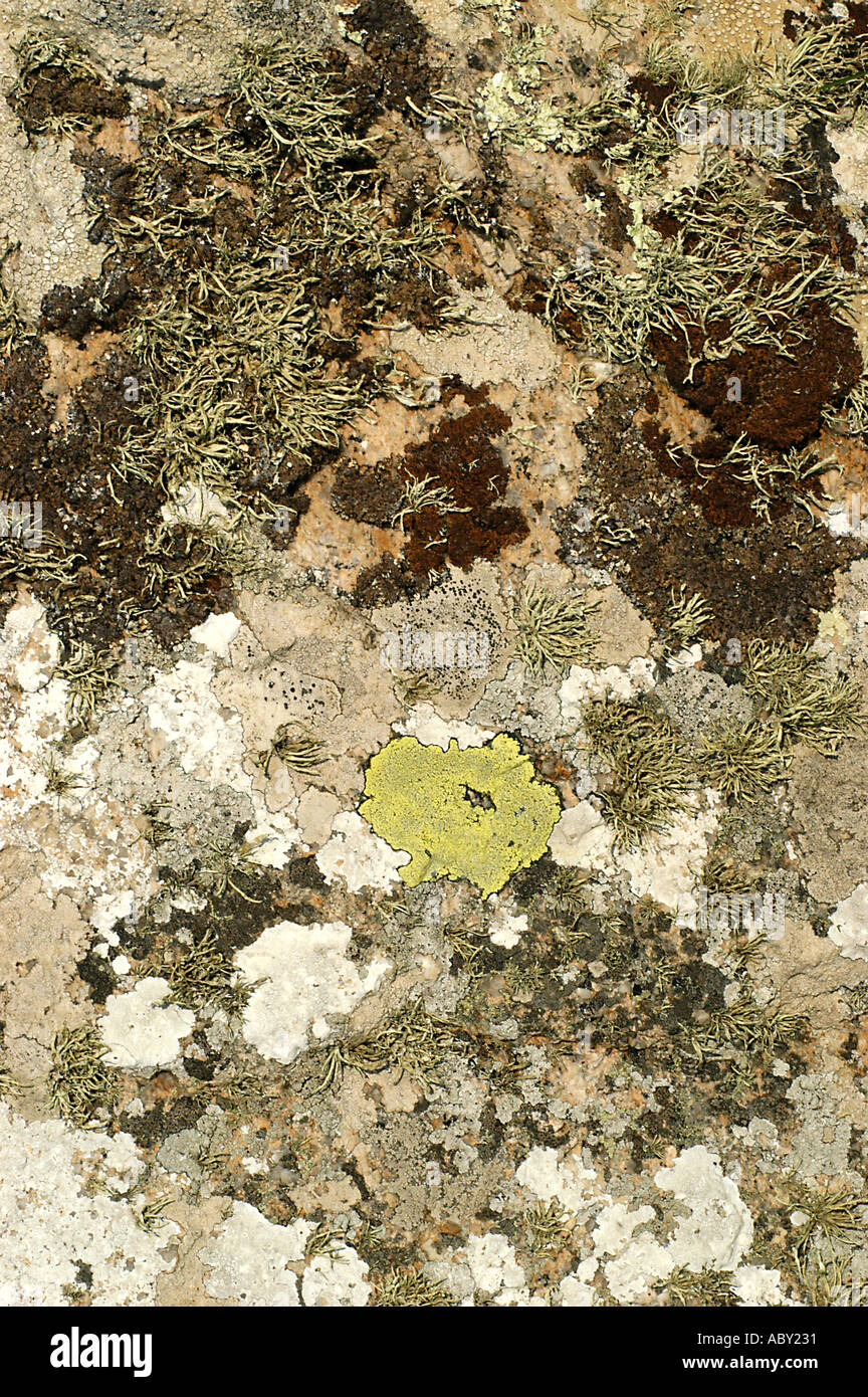 Lichens on rock, Cornwall Stock Photo