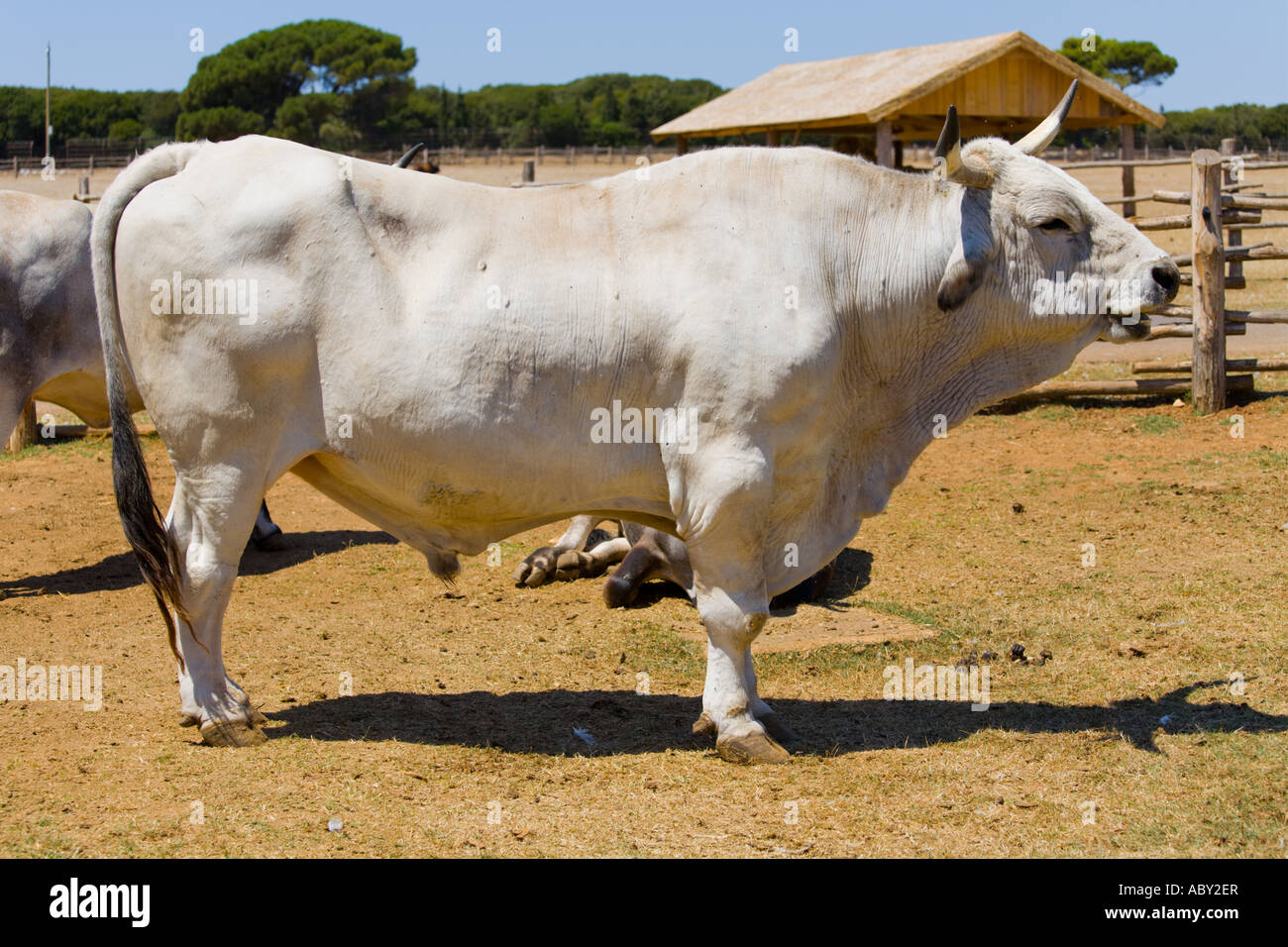 Boskarin Istrian cattle, Safari site on Brioni islands, Veliki Brijun, Croatia Stock Photo