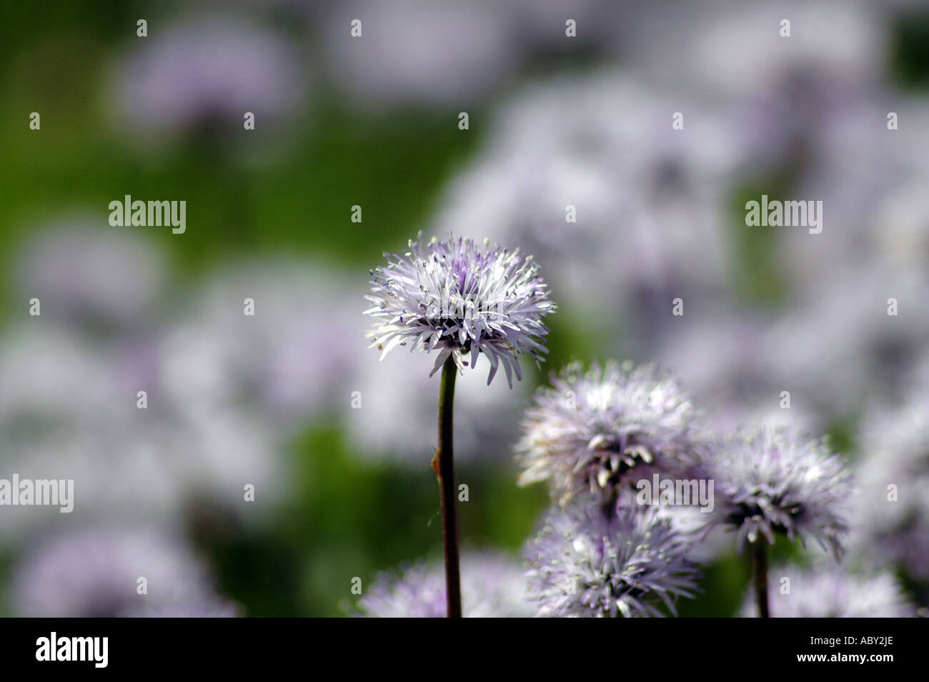 Globe Daisy Globularia cordifolia flowers Stock Photo