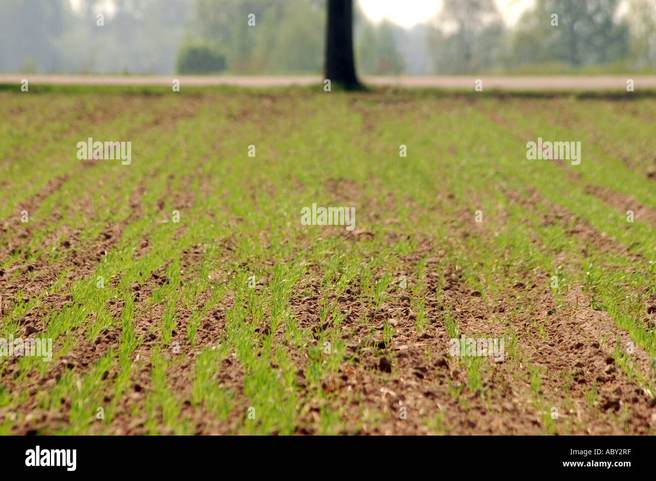 Young rye field poland hi-res stock photography and images - Alamy