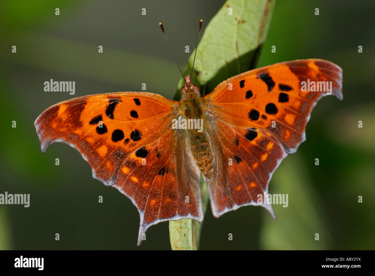 Question mark butterfly hires stock photography and images Alamy