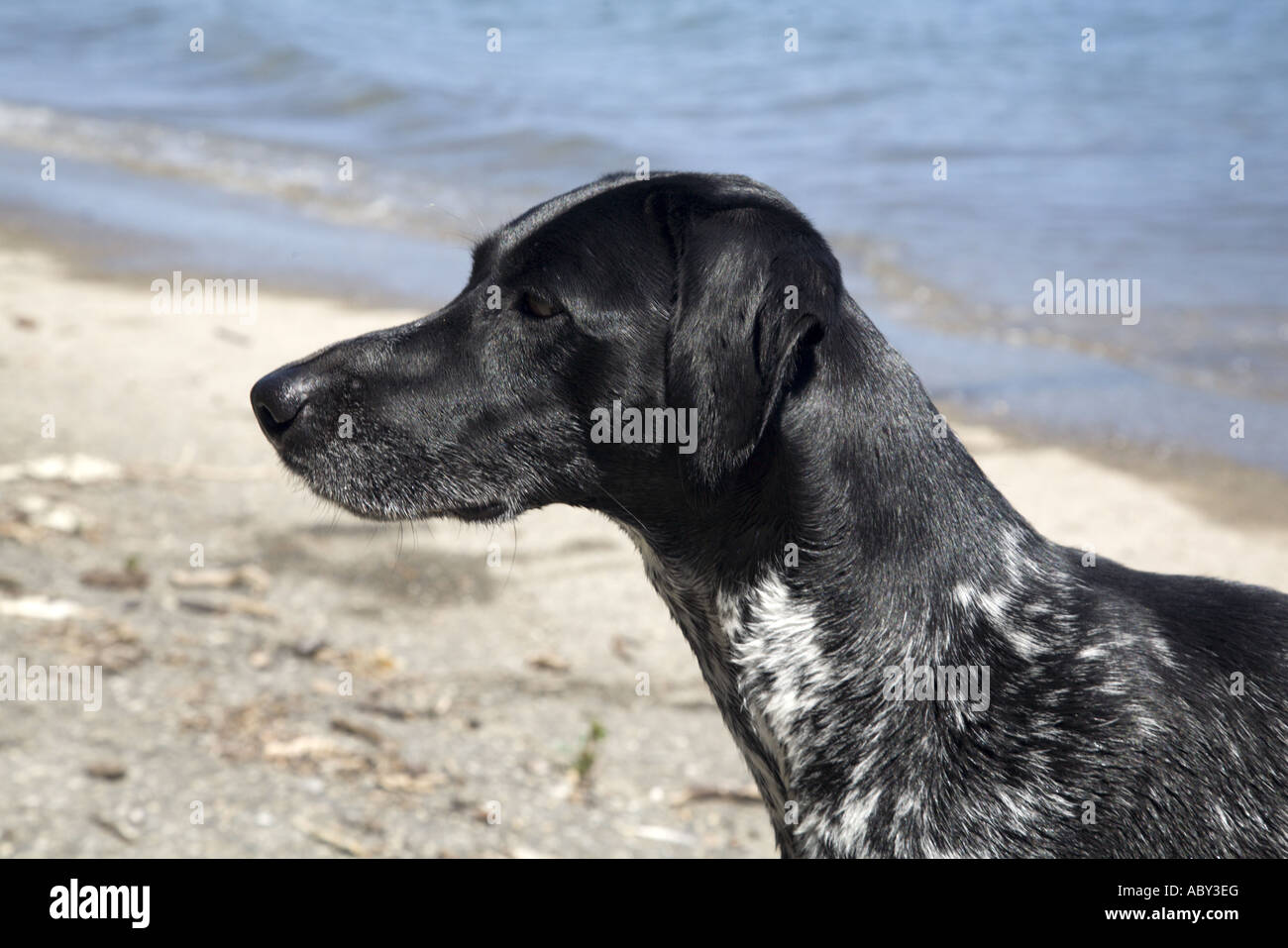 Head of black and grey dog at waterside Stock Photo Alamy