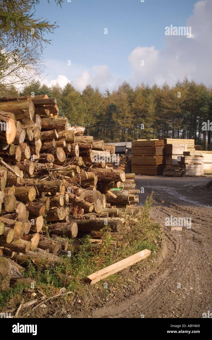 wood yard woodyard timber wood log logging forest grow tree rings saw forestry lumber lumberjack