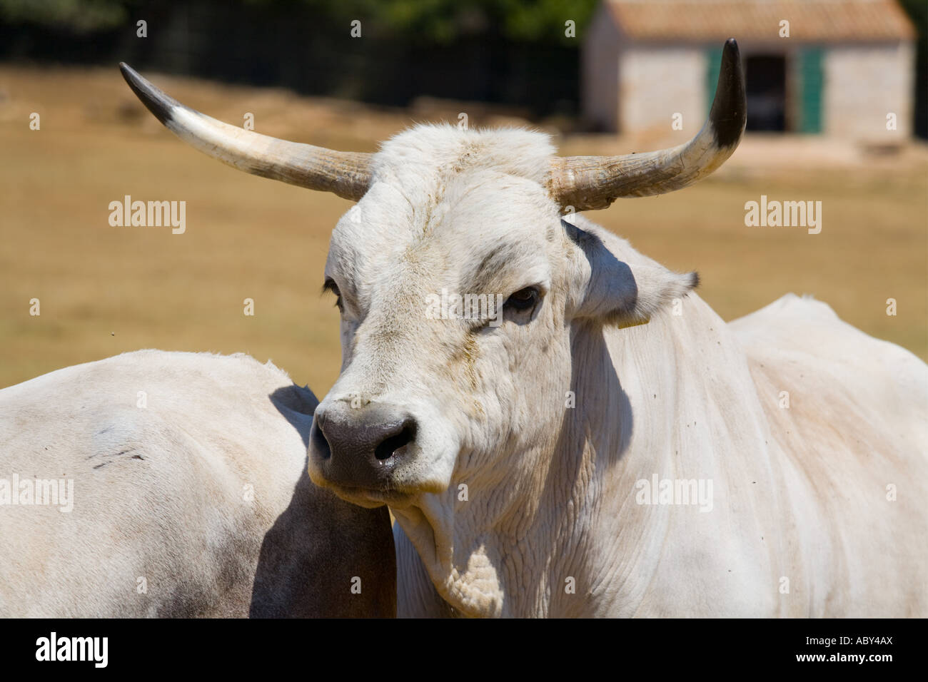 Boskarin Istrian cattle, Safari site on Brioni islands, Veliki Brijun, Croatia Stock Photo