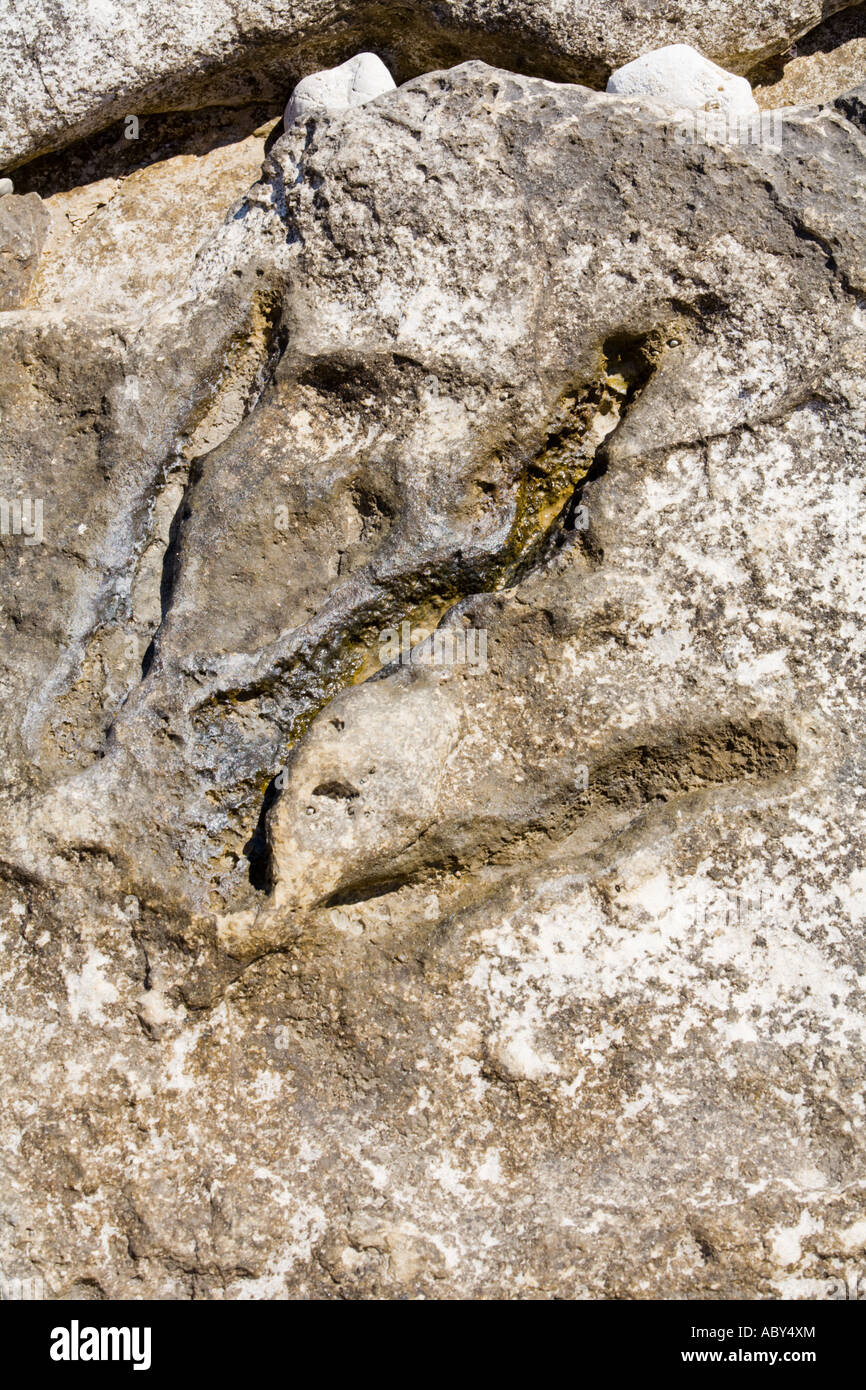 Dinosaurus cast feet in stone on Vrbanj Bay on Brioni islands, Veliki Brijun, Croatia Stock Photo