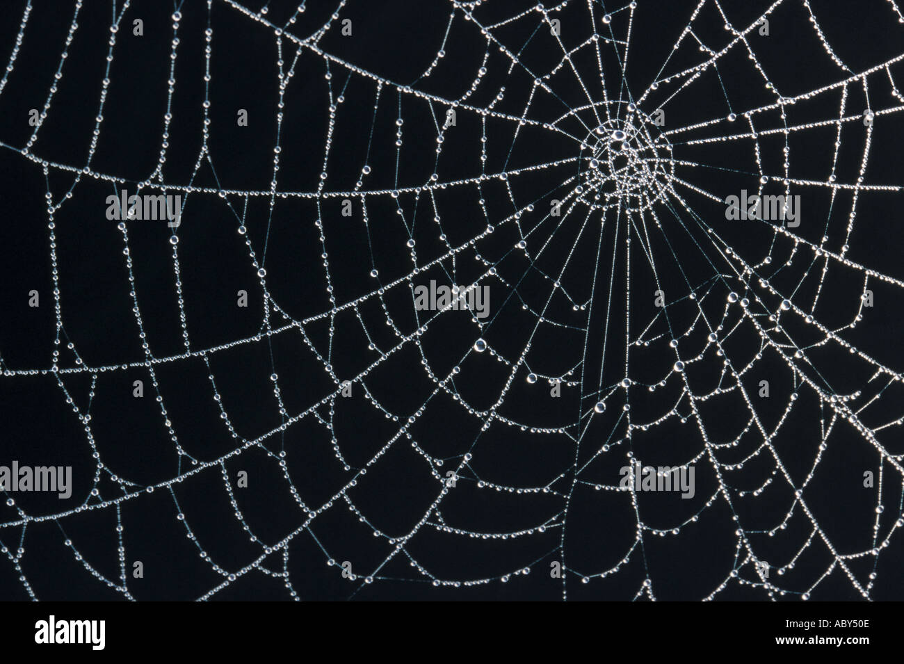 Spider s Web Stock Photo