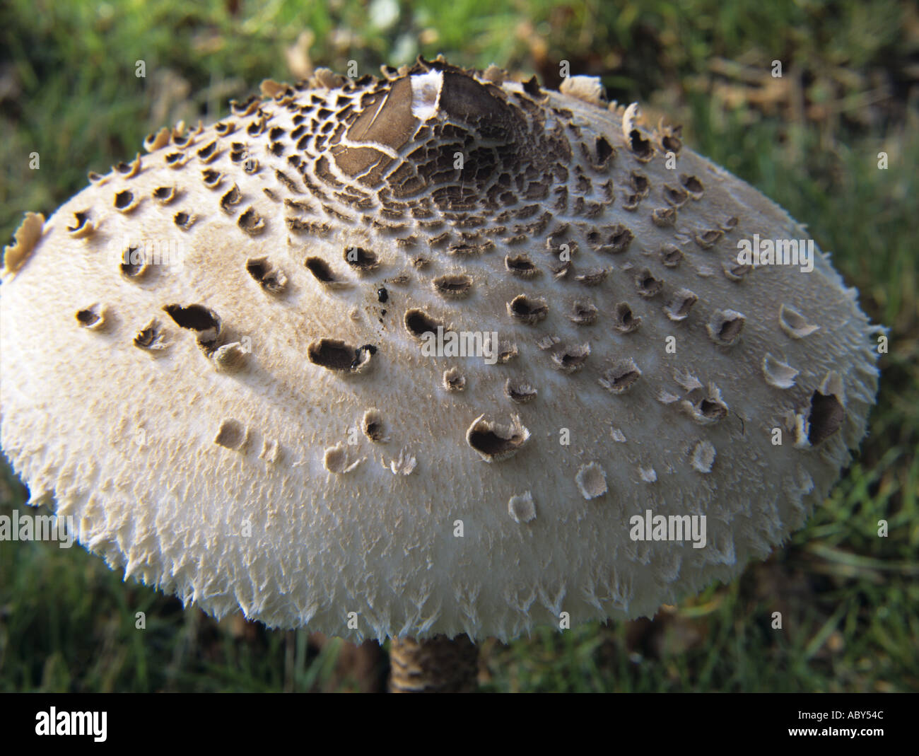 STUDIO STILL LIFE CONCEPT ABSTRACT Image of a Parasol Mushroom Macrolepiota procera Stock Photo