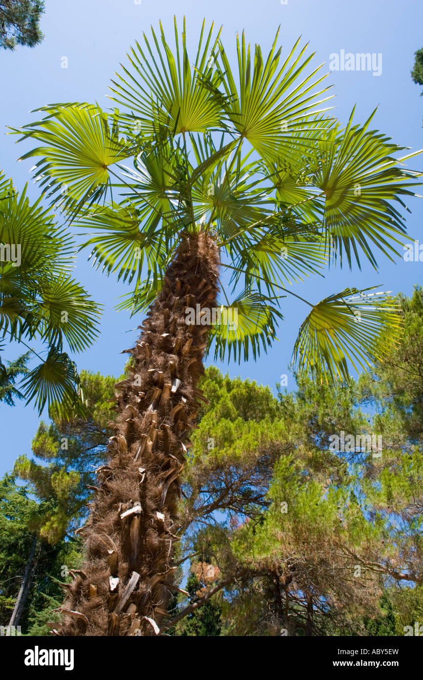 Palms against clear sky on Brioni islands, Veliki Brijun, Croatia Stock Photo