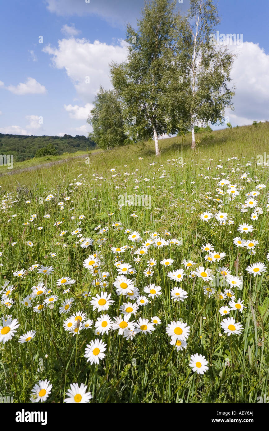 Ox eye daisies growing wild on Cotswold limestone grassland at Cranham