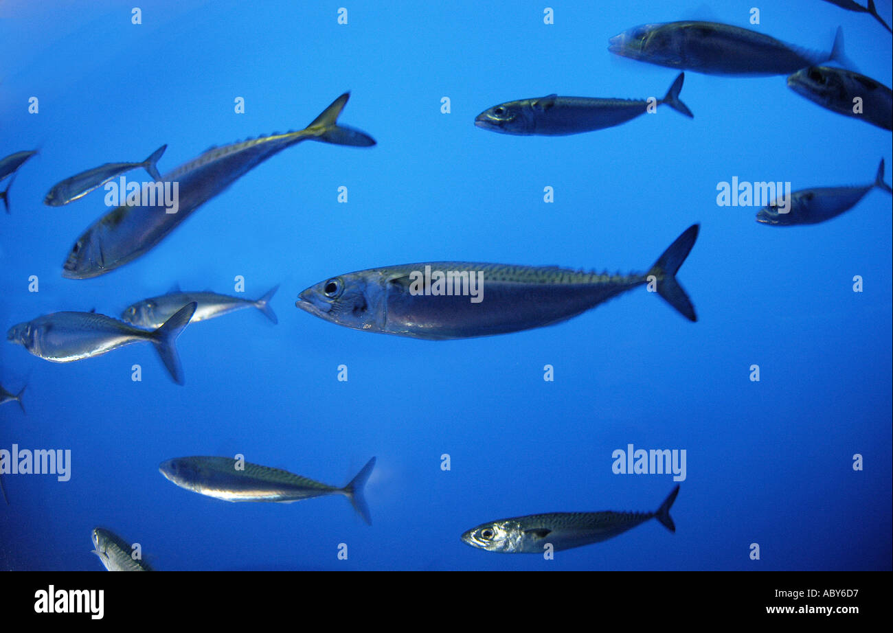 Pacific mackerel Scomber japonicus KIKE CALVO V W fish group school formation defense movement speed large numbers unde Stock Photo