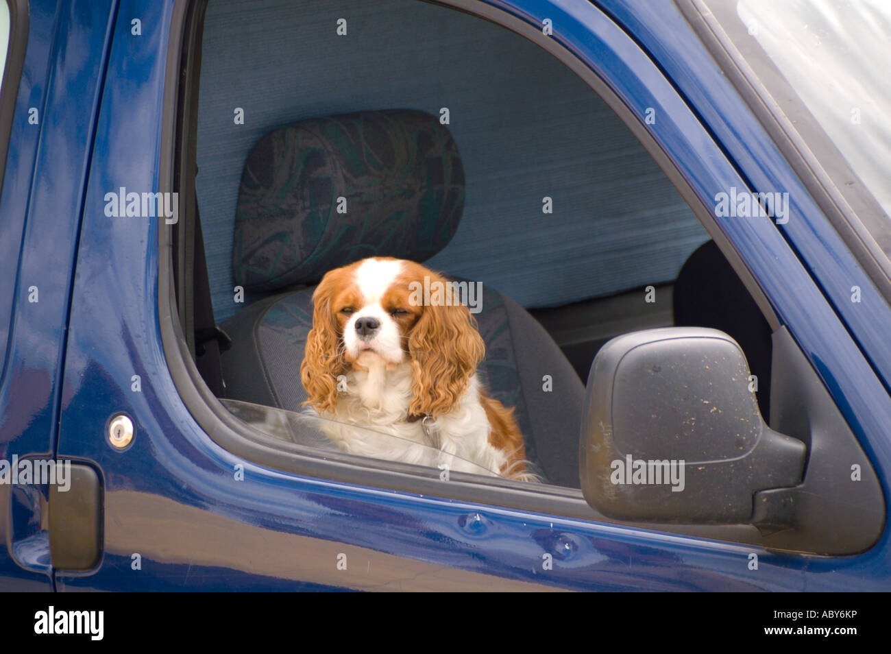 Dog in car with windows open on hot day south of France Stock Photo
