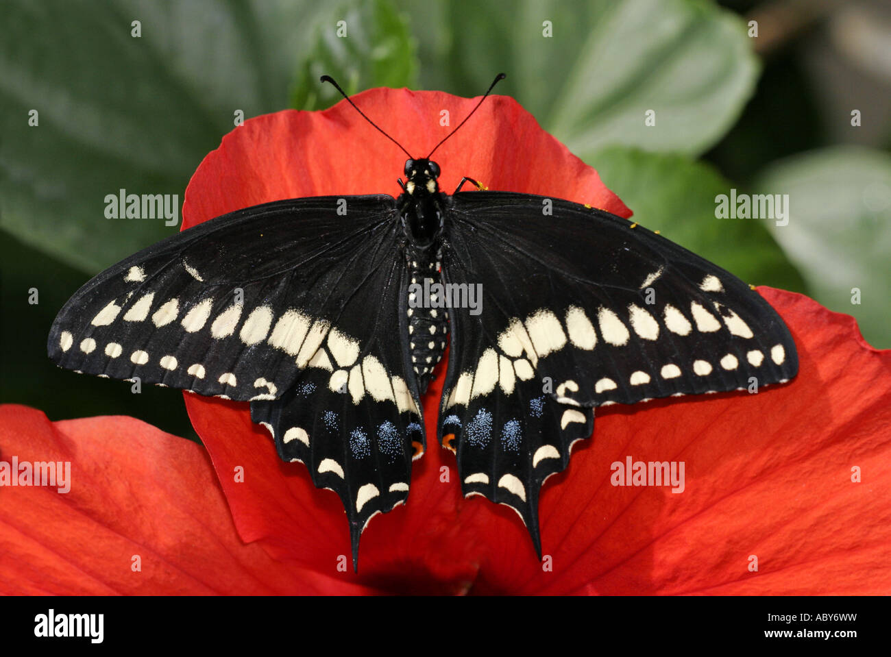 Black Swallowtail butterfly on red  hibiscus flower Stock Photo