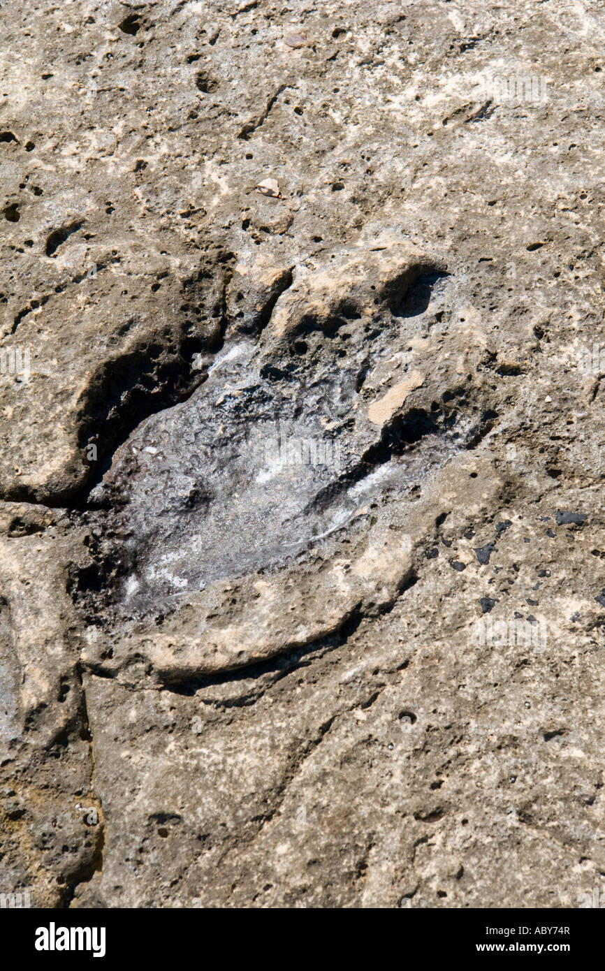 Dinosaurus feet step remains in stone on Vrbanj Bay on Brioni islands, Veliki Brijun, Croatia Stock Photo