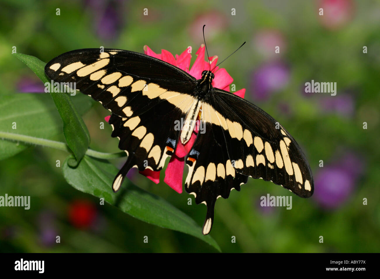 Giant Swallowtail buttefly topside view Stock Photo