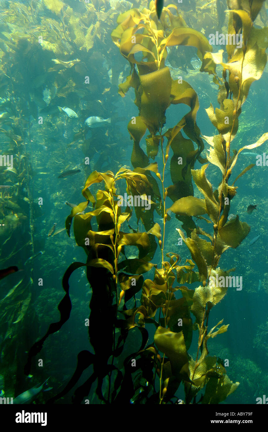 Kelp forest blades fronds stips canopy floats algae pacific ocean bed