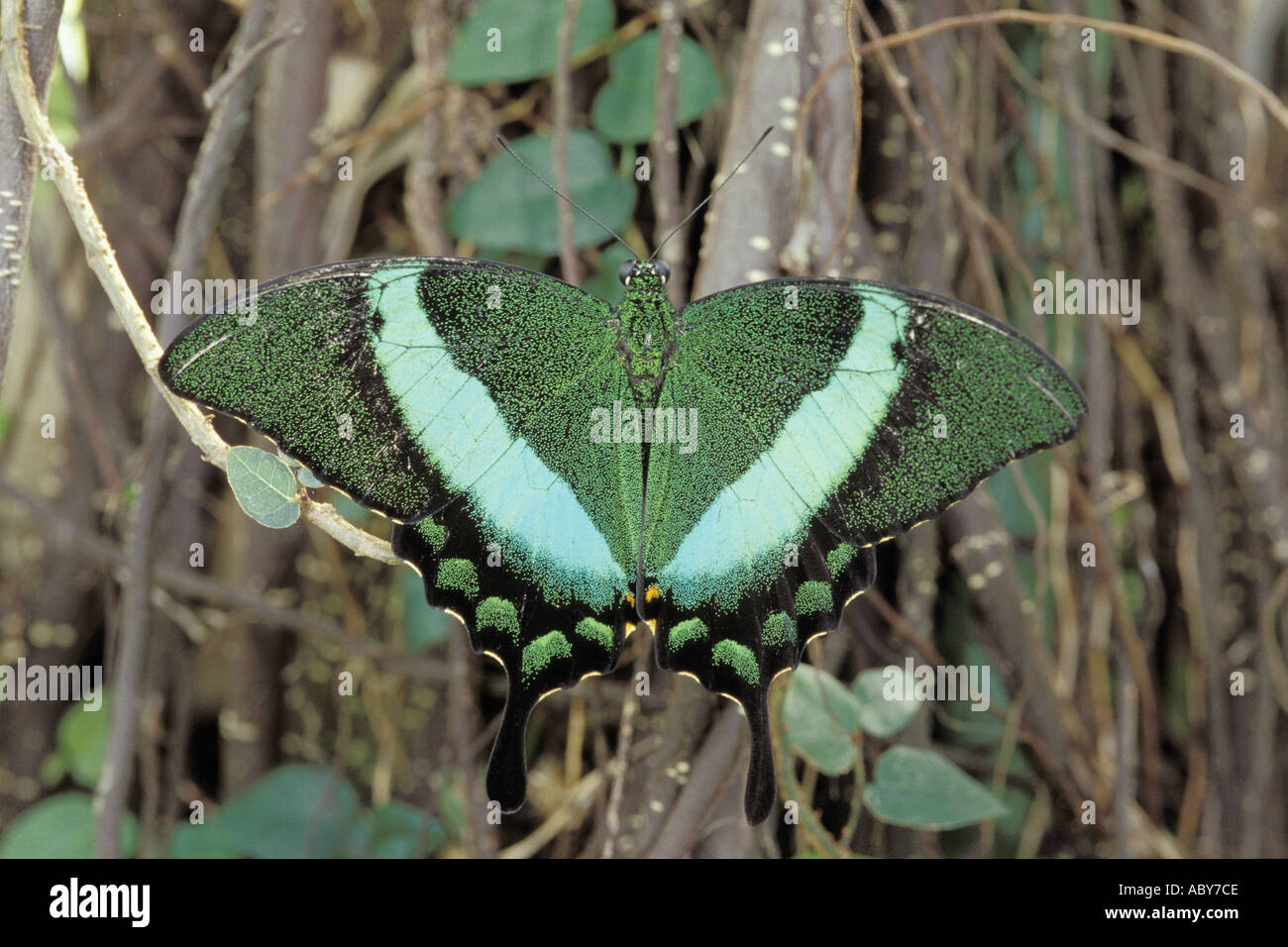 Butterfly Schmetterling Green banded swallowtail Papilio palinurus Stock Photo