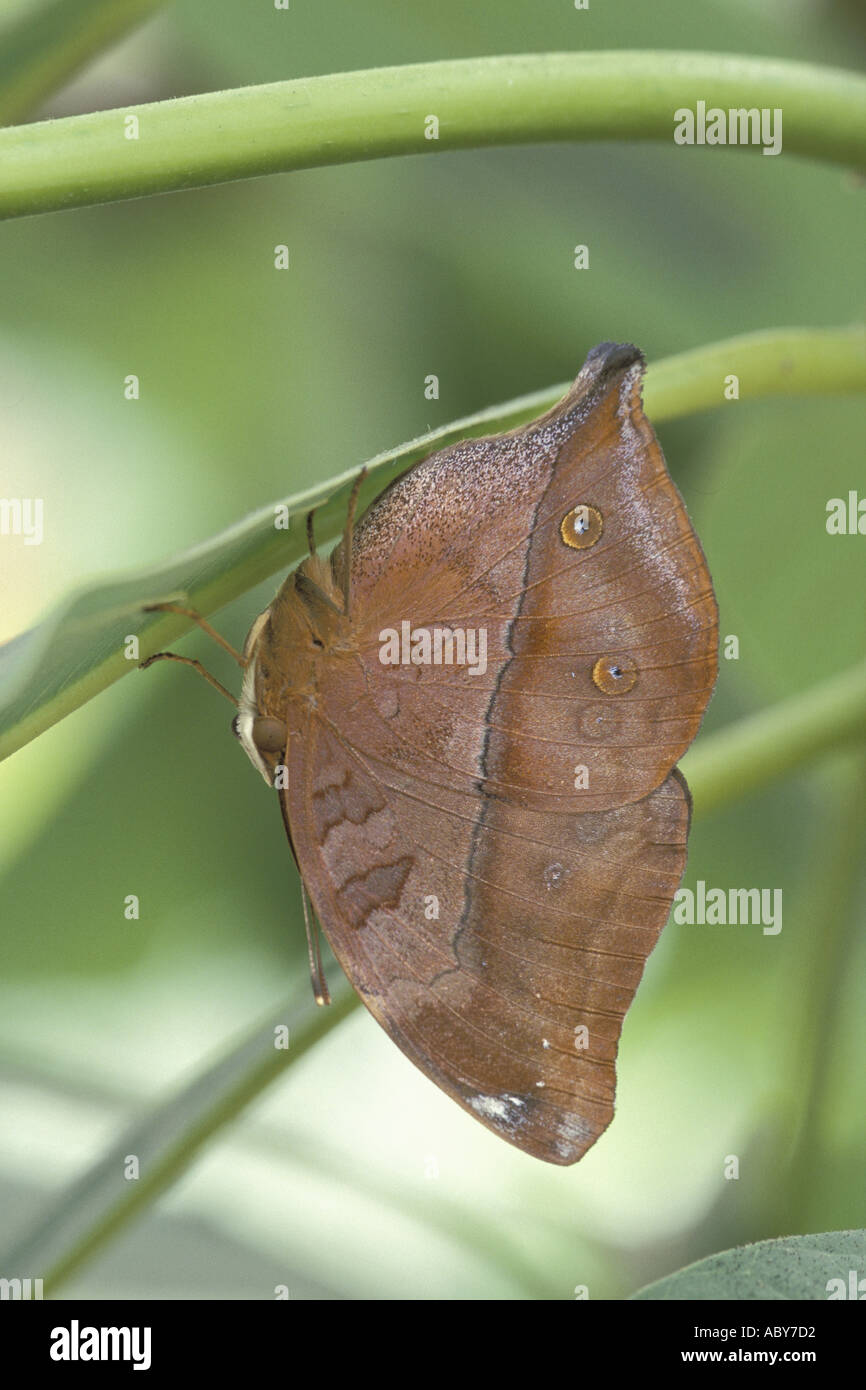 Butterfly Leafwing Australian Rustic Doleschallia bisaltide camouflage mimicry Stock Photo