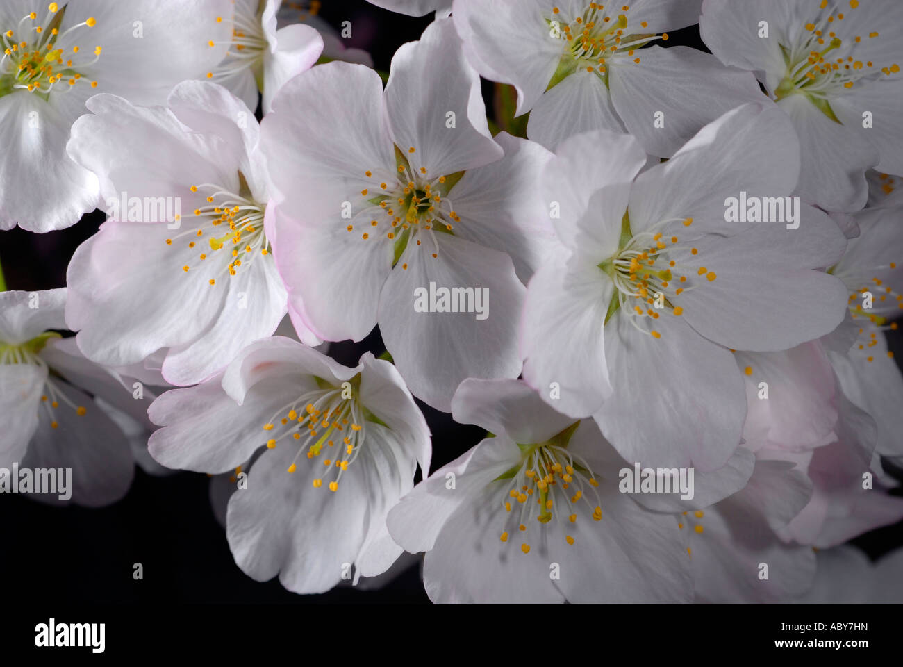 Pink cherry blossoms flowers hi-res stock photography and images - Alamy