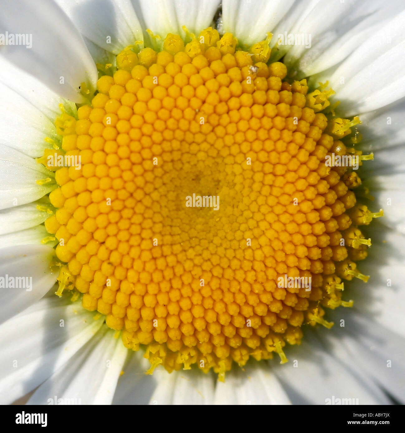 Centre of a daisy flower Stock Photo Alamy