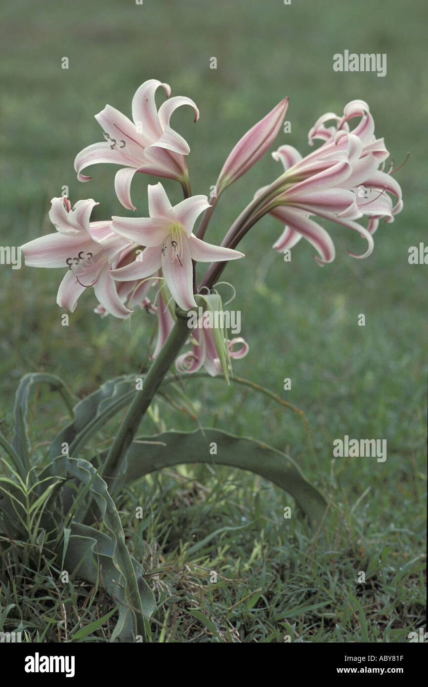 Pyjama lily Hakenlilie Crinum macowanii Flower Blume Masai Mara
