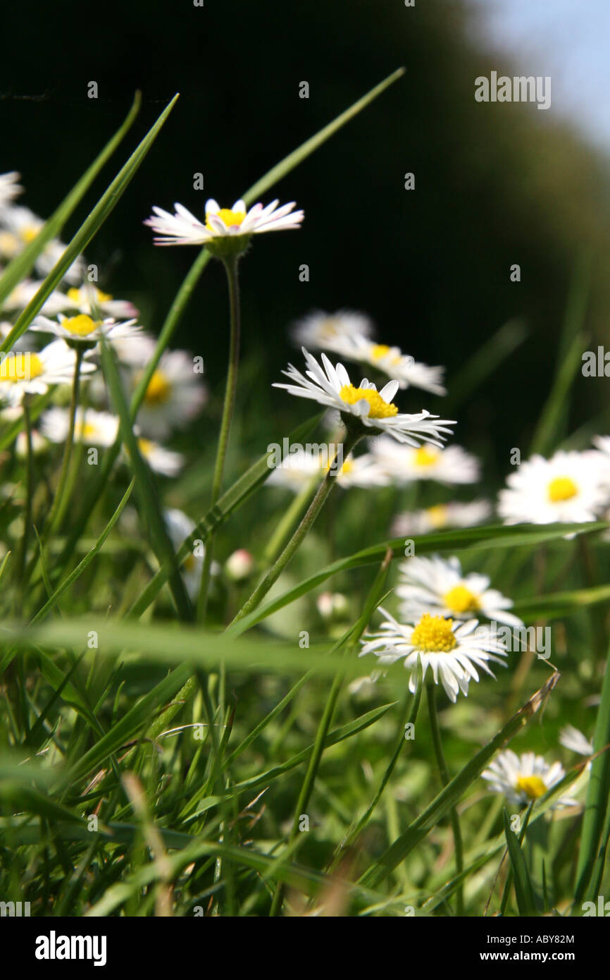 Daisies and grass Stock Photo