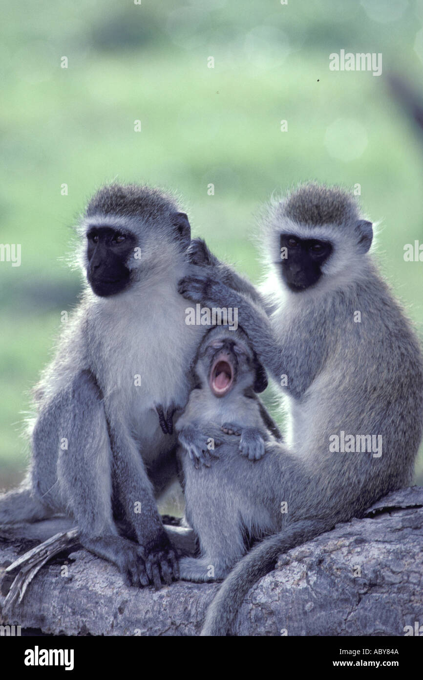 Vervet monkey Grüne Meerkatze Cercopithecus aethiops Masai Mara Kenia Kenya Africa Stock Photo