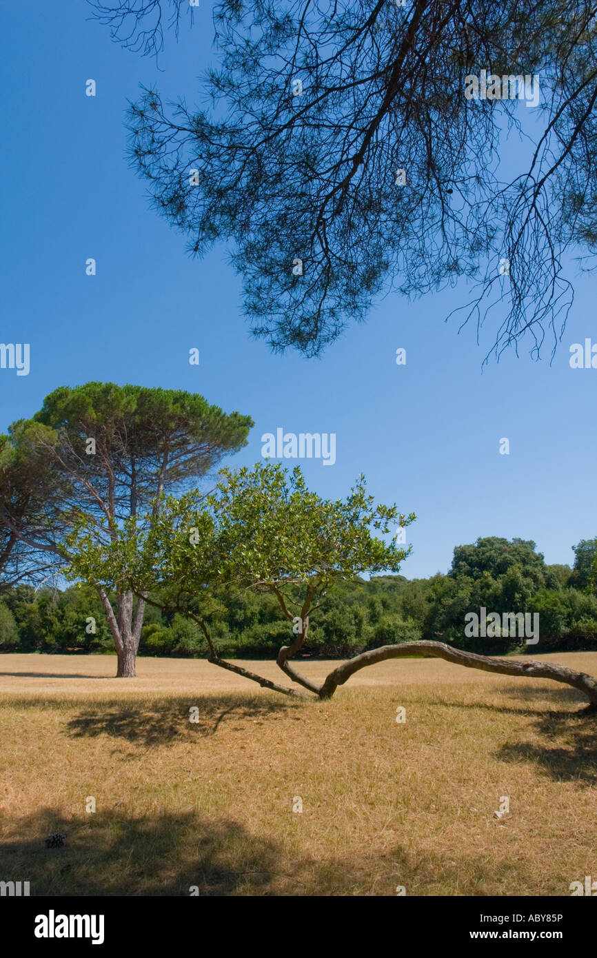 Cultivated vegetation on Brioni islands, Veliki Brijun, Croatia Stock Photo