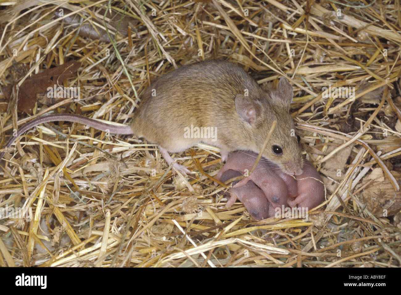 House mouse with babies Mus musculus Spain Sanz VISUAL WRITTEN Stock Photo