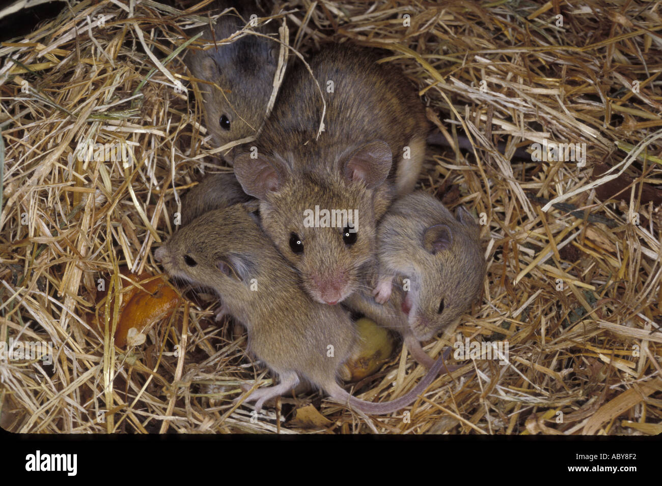 House mouse with babies Mus musculus Spain Sanz VISUAL WRITTEN Stock Photo