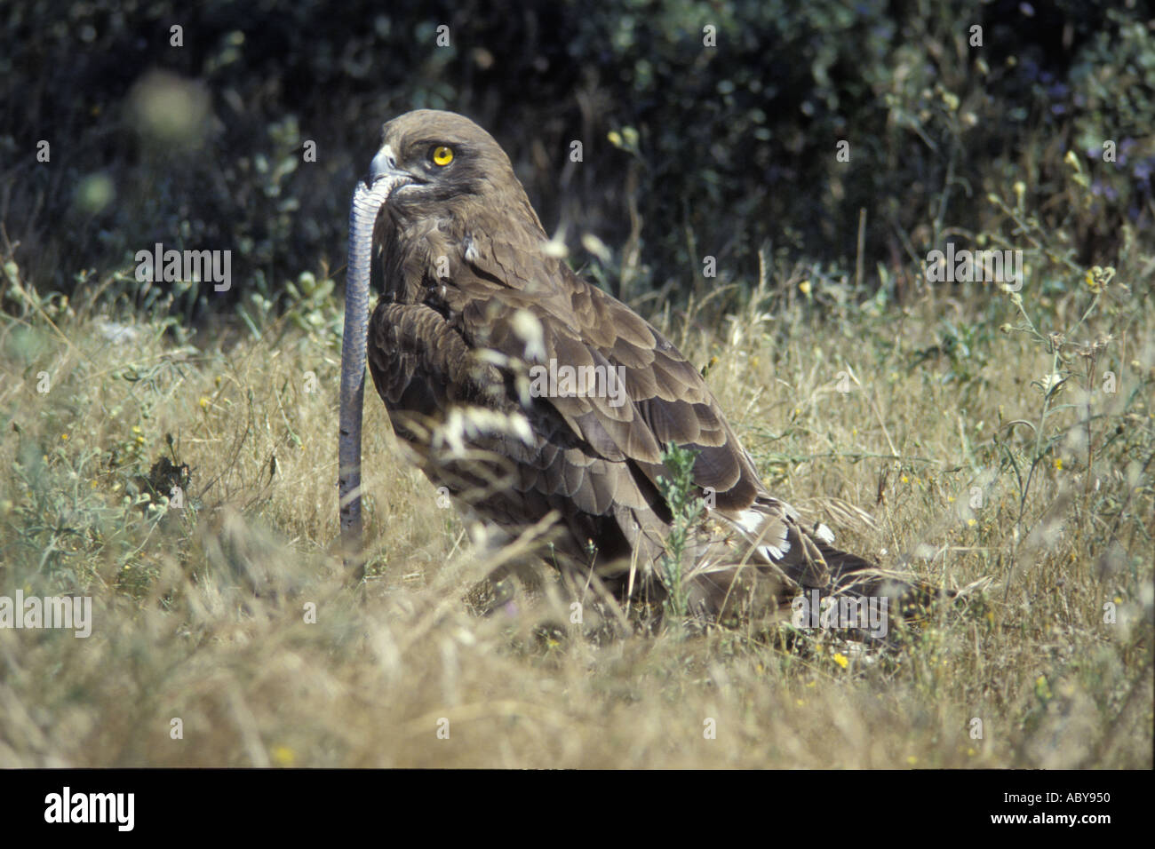 Snake Hunting Eagle Feeding On A Snake Circaetus Gallicus